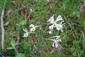 Silene nutans (1200 x 800).jpg_product_product